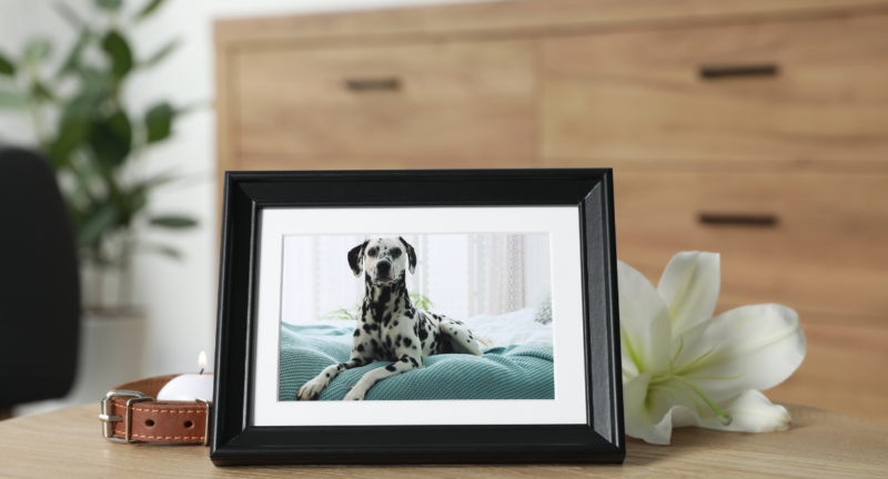 Pet Loss: Validating Grief Often Overlooked by Society