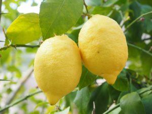 What are the benefits of essential oils, lemon