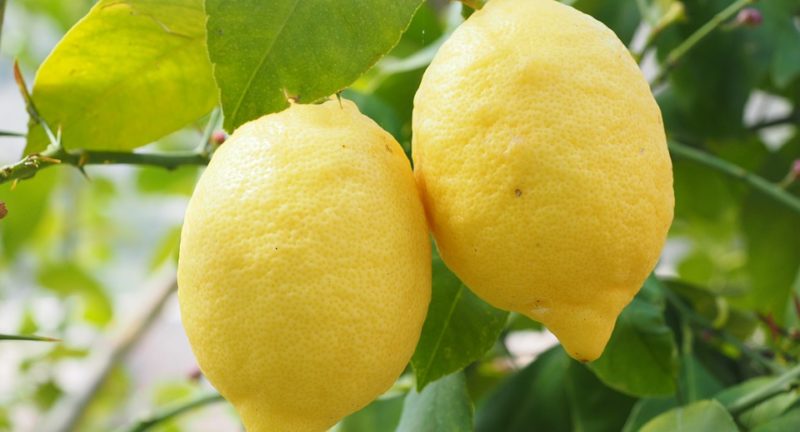 Lemon – Essential Oil of The Month